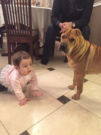 Ярішка Горайська