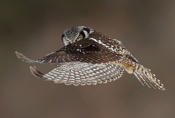 Созак Ауданынын Кәсіпкерлер Палатасы