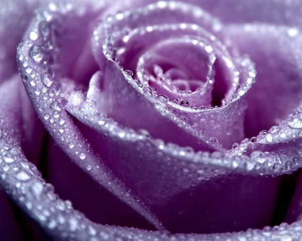 Ольга Введенская