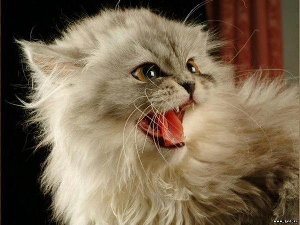 Альфия Посягина