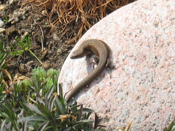 Татьяна Размахова