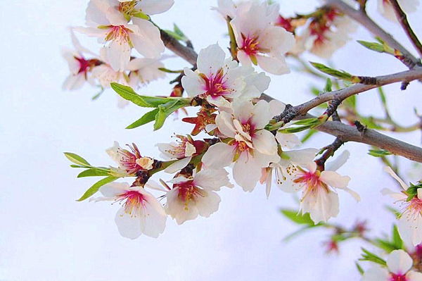 Светлана Толкачева