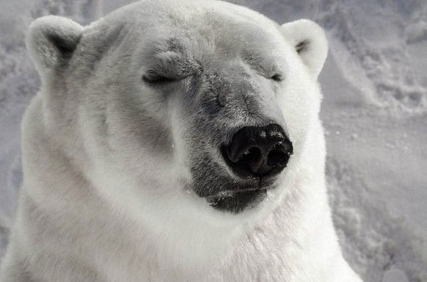 Алексей Букий