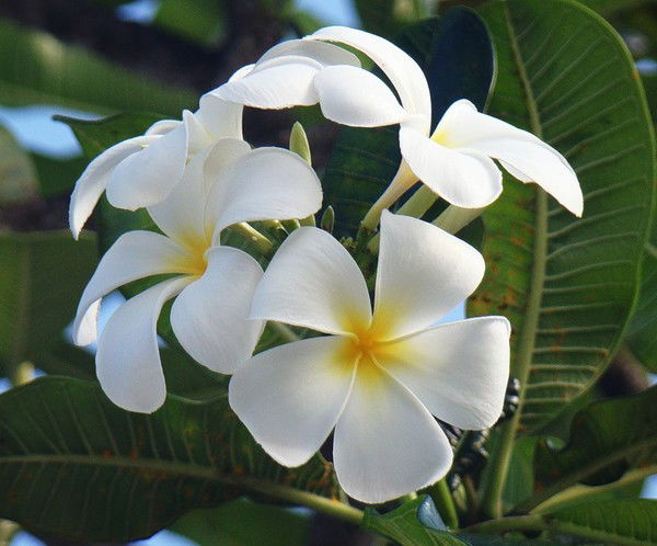 Алена Харченко