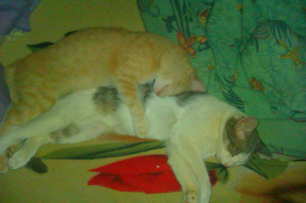 Максим Челюмов