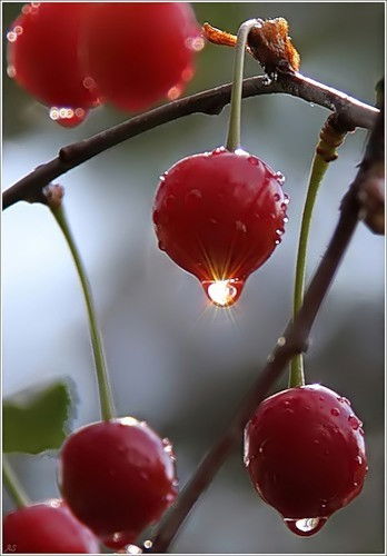 Анастасия Омельченко