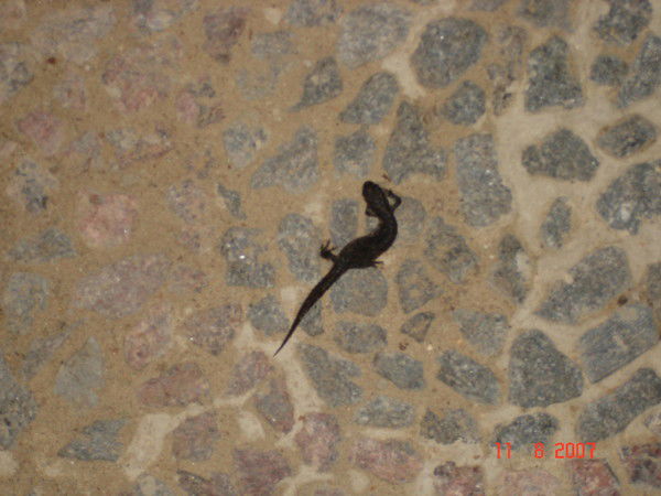 Анна Подольская