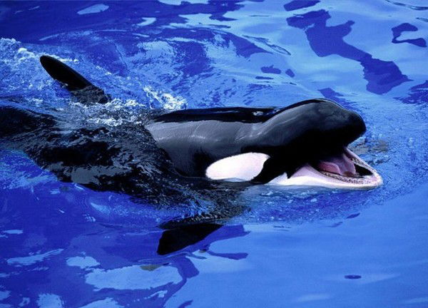 Евгения Менчикова