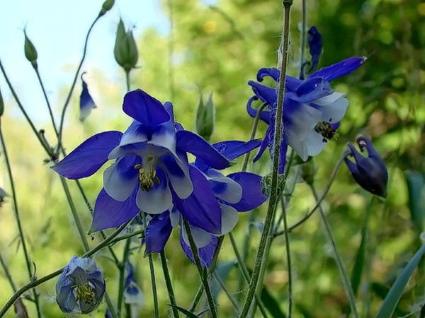 Вавринтович Елена