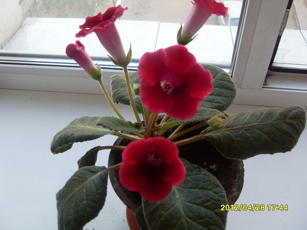 Татьяна Воронина