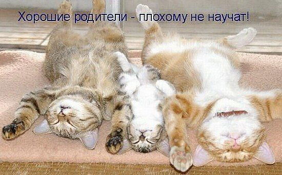 Катя:*** Аватария