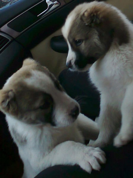 Тлек Талапов