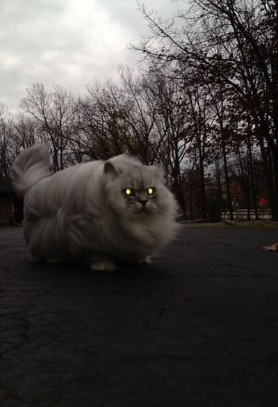 Сергей Елистратов-Зеленый