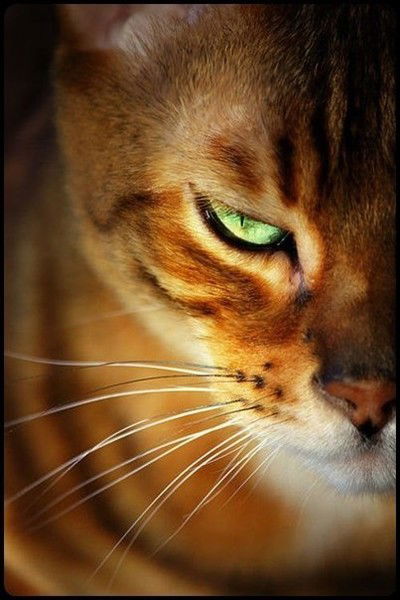 Светлана Александровна