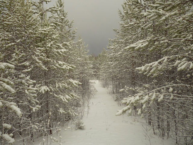 Татьяна Плюхина