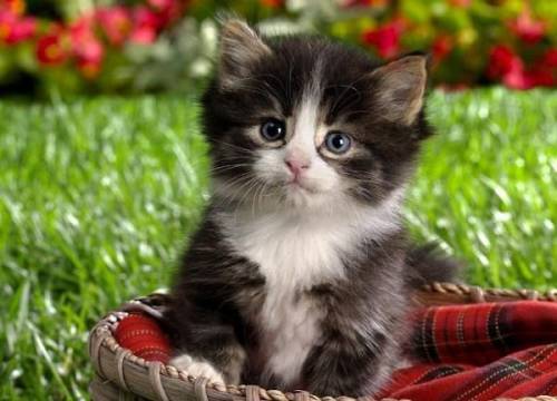 Ангелок -Пушок@&apos;!