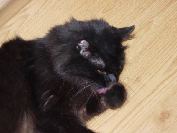 Оксана Карташова