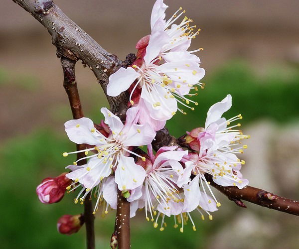 Липовского Мо Липовского Мо