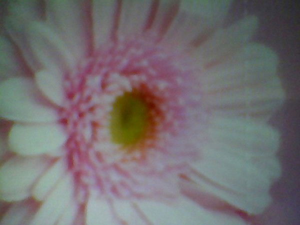 Диана Унчура