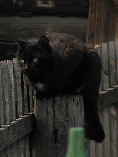 Андрей Крылатый