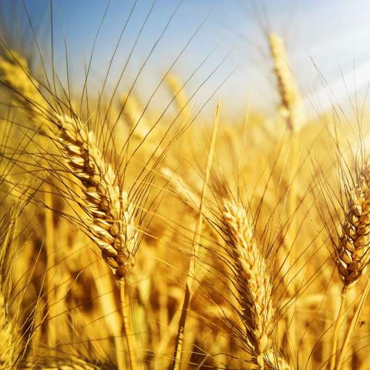 Сергей Снеговой