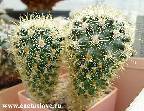 Айгерим Kaktus