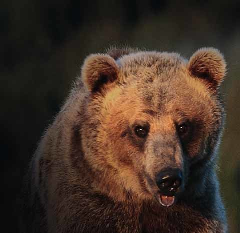 Михалыч Огнев