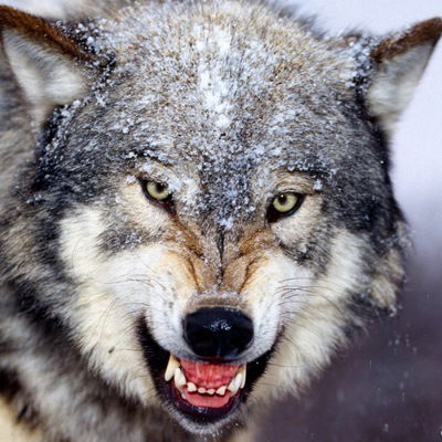 Денис Алябьев