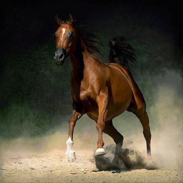 Али Халилов