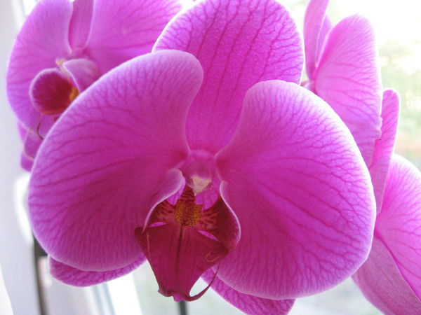 Светлана Парашутина