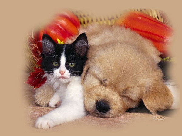 Наташа Михайлова