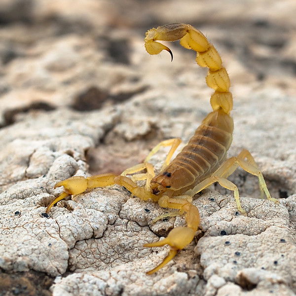 ~Gold Scorpion ~