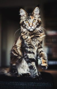 Тимур Романчиков