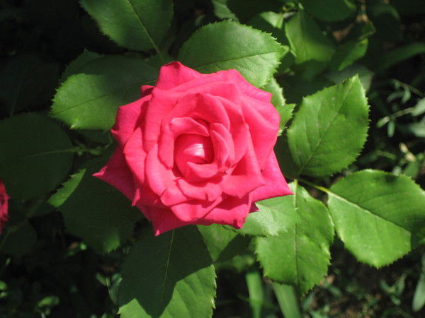 Сластена Глушкова