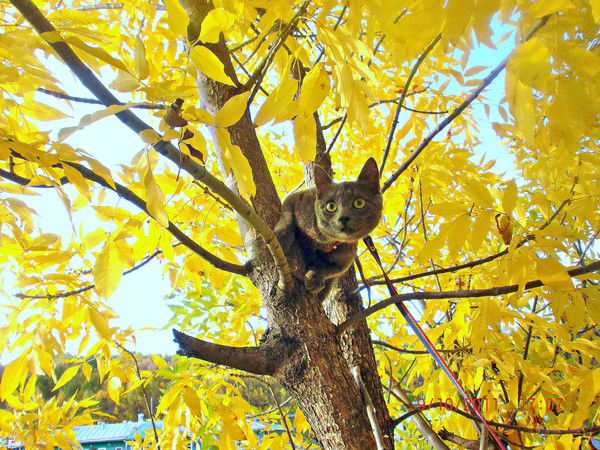 Елена Захарова