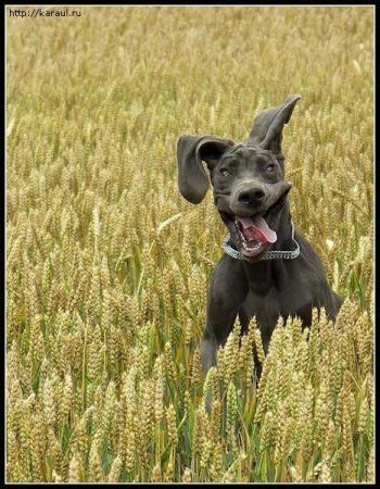Владимир Прийменко