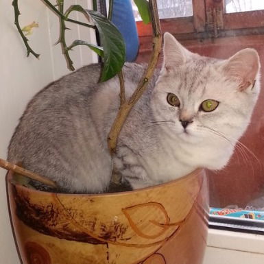 Иван Кривеженко