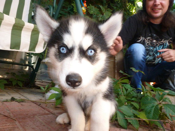 Александр Петрович