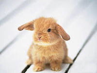 Анна Веретенникова