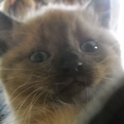 Алексей Ольшевский