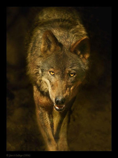 Дмитрий Бобов