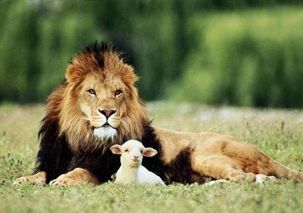 Магомед Магомедов