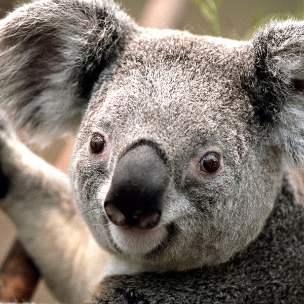 Денис Барсуков