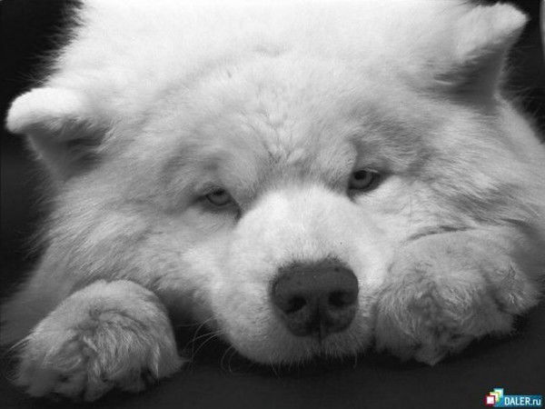 Луиза Габдуллина