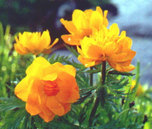 Константин Попов