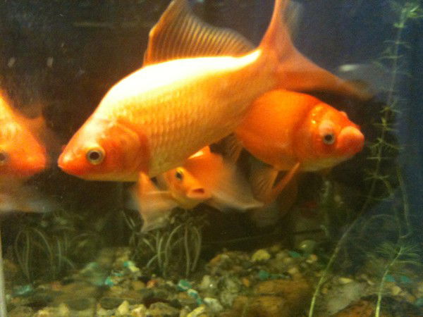 Евгений Удинцев