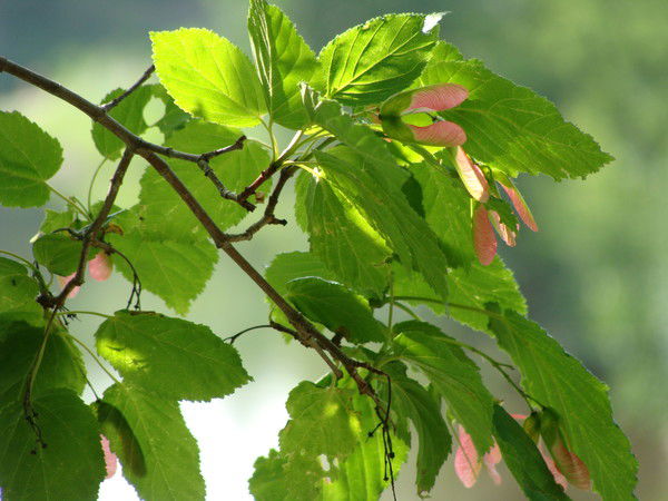 Ольга Панькина