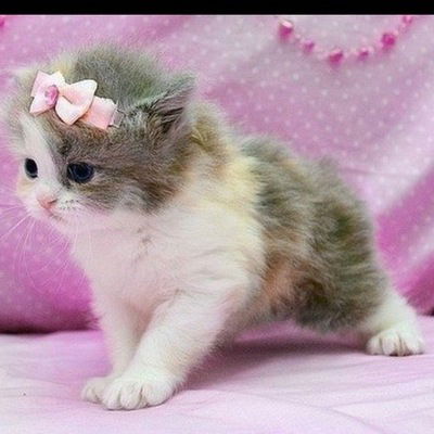 Айдана Адебиет