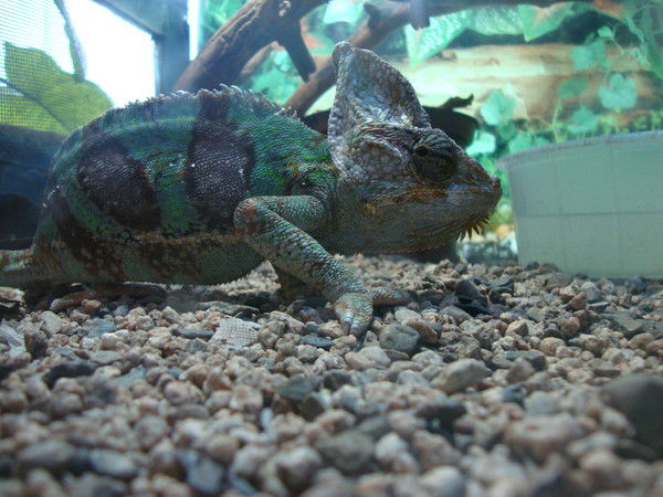 Сергей Серебряков