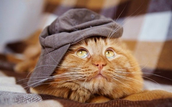 Анатолий Лотос